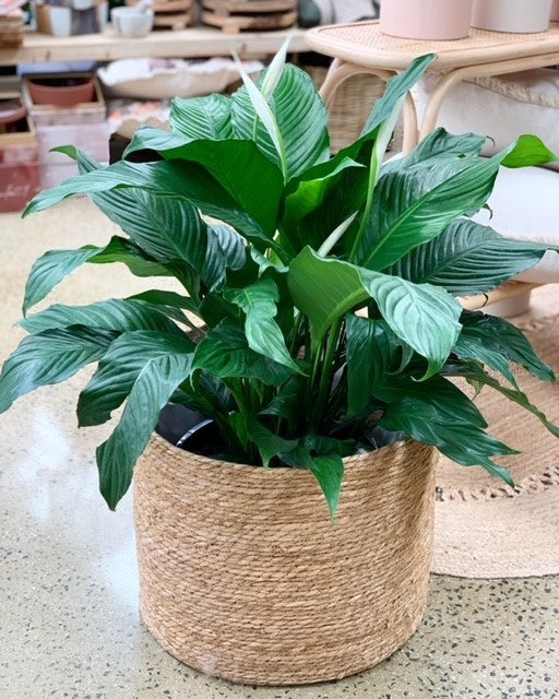 SPATHIPHYLLUM PEACE LILY 6"