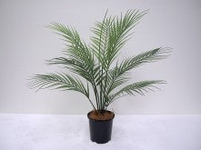 PALM PLANT POTTED